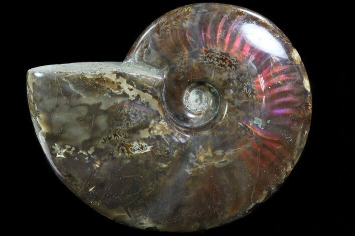 Flashy Red Iridescent Ammonite - Wide #81860